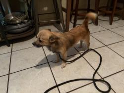 Found/Stray Male Dog last seen Lincoln Ave , Lakeland, FL 33815