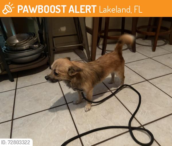 Found/Stray Male Dog last seen Lincoln Ave , Lakeland, FL 33815