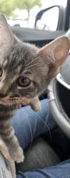 Found/Stray Unknown Cat last seen Edmond city hall parking lot, Edmond, OK 73034