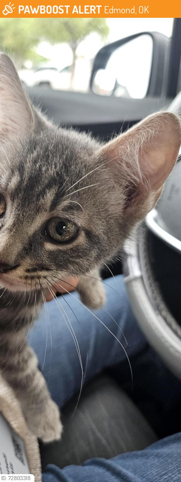 Found/Stray Unknown Cat last seen Edmond city hall parking lot, Edmond, OK 73034