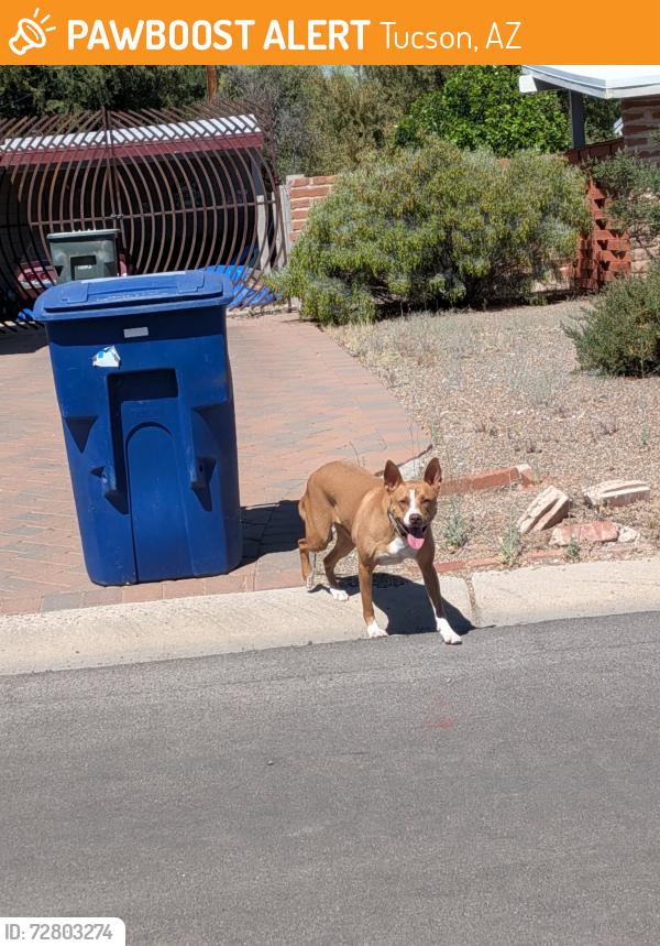 Found/Stray Unknown Dog last seen 5th and Wilmot, Tucson, AZ 85711