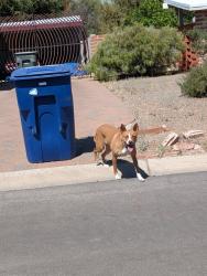 Found/Stray Unknown Dog last seen 5th and Wilmot, Tucson, AZ 85711