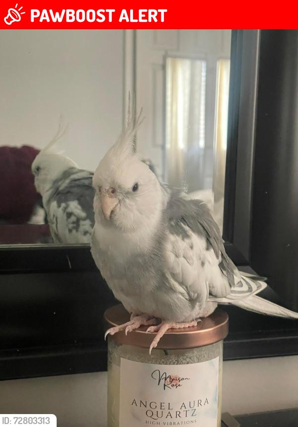 Lost Unknown Bird last seen Fallingbrook Drive and Dream crest , Mississauga, ON L5V 1N7