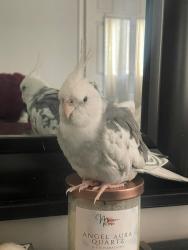 Lost Unknown Bird last seen Fallingbrook Drive and Dream crest , Mississauga, ON L5V 1N7