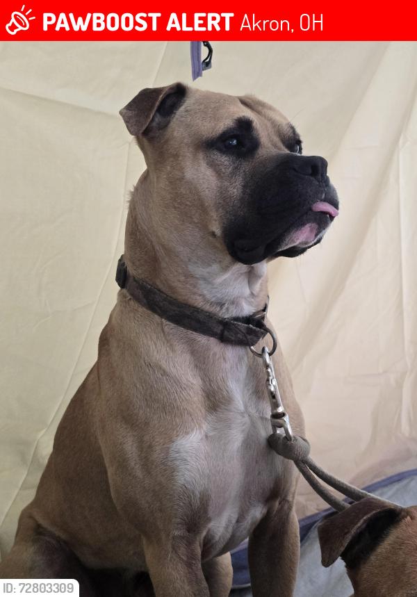 Lost Male Dog last seen Harpster, Akron, OH 44314