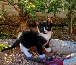 Lost Male Cat last seen Vegas, Buffalo, Las Vegas, NV 89128