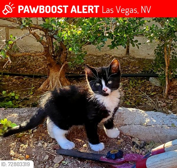 Lost Male Cat last seen Vegas, Buffalo, Las Vegas, NV 89128