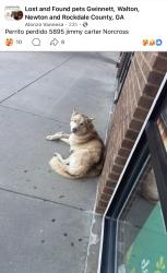 Found/Stray Unknown Dog last seen Near Jimmy Carter Blvd Norcross, GA 30071, Norcross, GA 30071