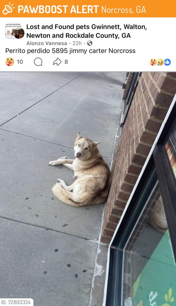 Found/Stray Unknown Dog last seen Near Jimmy Carter Blvd Norcross, GA 30071, Norcross, GA 30071