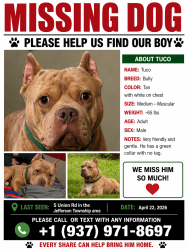 Lost Male Dog last seen S union rd , Dayton, OH 45417