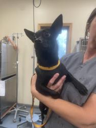 Found/Stray Male Dog last seen Foley blvd and northdale, Coon Rapids, MN 55448