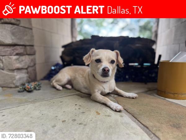 Lost Female Dog last seen Euclid Avenue/Henderson Avenue, Dallas, TX 75206