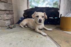Lost Female Dog last seen Euclid Avenue/Henderson Avenue, Dallas, TX 75206
