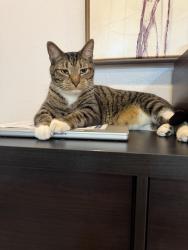 Lost Male Cat last seen Jamacha rd and elkelton rd. , Spring Valley, CA 91977