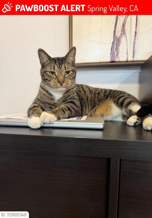 Lost Male Cat last seen Jamacha rd and elkelton rd. , Spring Valley, CA 91977