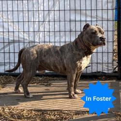 Shelter Stray Male Dog last seen Near , Indianapolis, IN 46221