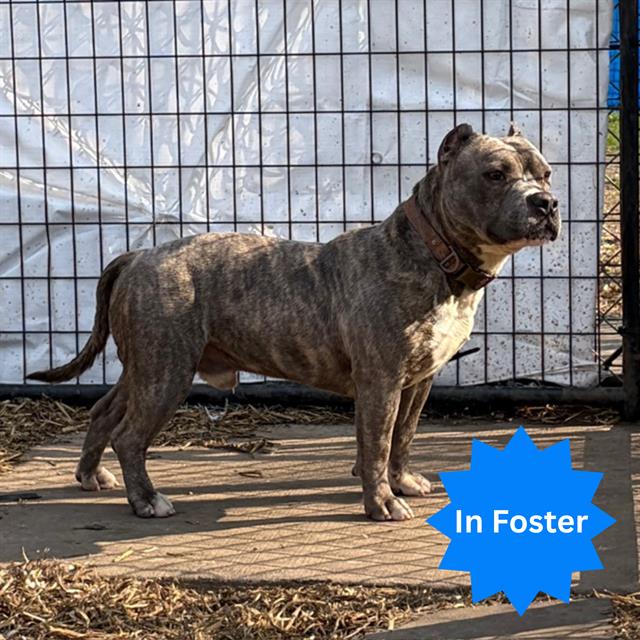 Shelter Stray Male Dog last seen Near , Indianapolis, IN 46221