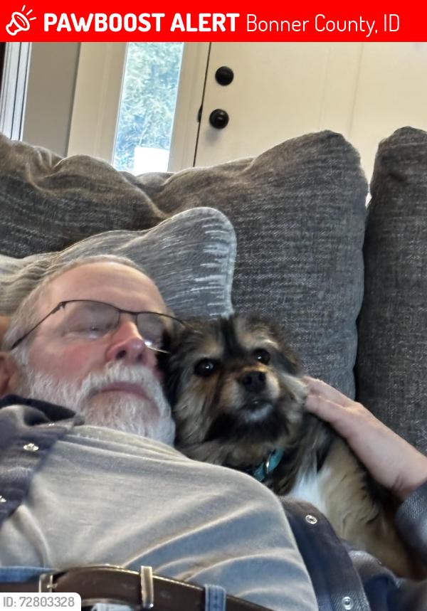 Lost Female Dog last seen Flintlock and Rogstad, Bonner County, ID 83804