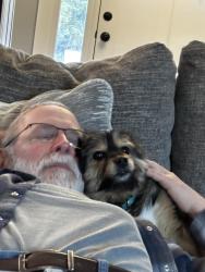 Lost Female Dog last seen Flintlock and Rogstad, Bonner County, ID 83804