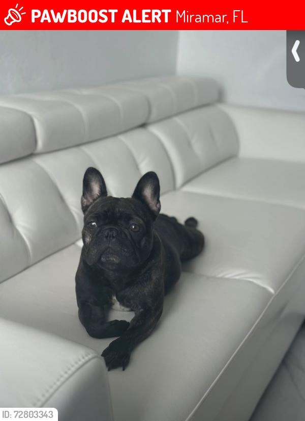Lost Female Dog last seen Near emerald lake drive , Miramar, FL 33023