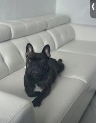 Lost Female Dog last seen Near emerald lake drive , Miramar, FL 33023
