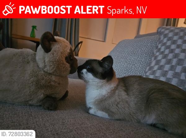 Lost Female Cat last seen Harris ranch, Sparks, NV 89441