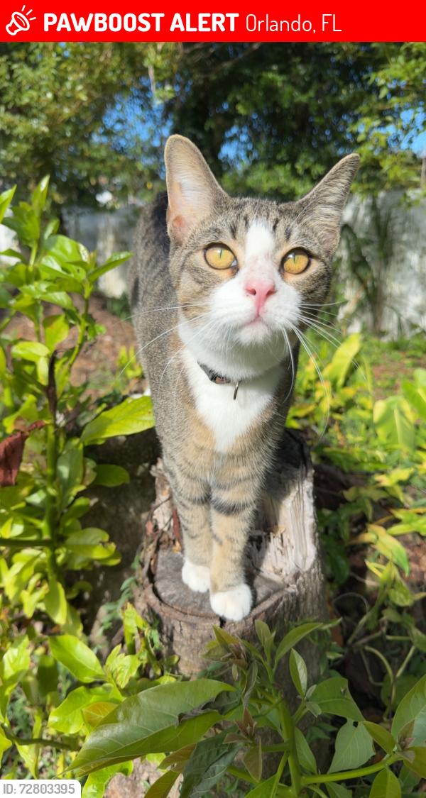Lost Male Cat last seen Conway Gardens / Raeford, Orlando, FL 32806