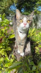 Lost Male Cat last seen Conway Gardens / Raeford , Orlando, FL 32806