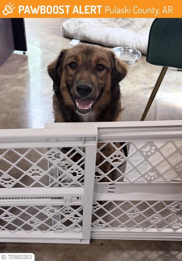 Found/Stray Male Dog last seen S Gas Station Morgan Arkansas , Pulaski County, AR 72118