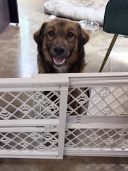 Found/Stray Male Dog last seen S Gas Station Morgan Arkansas , Pulaski County, AR 72118