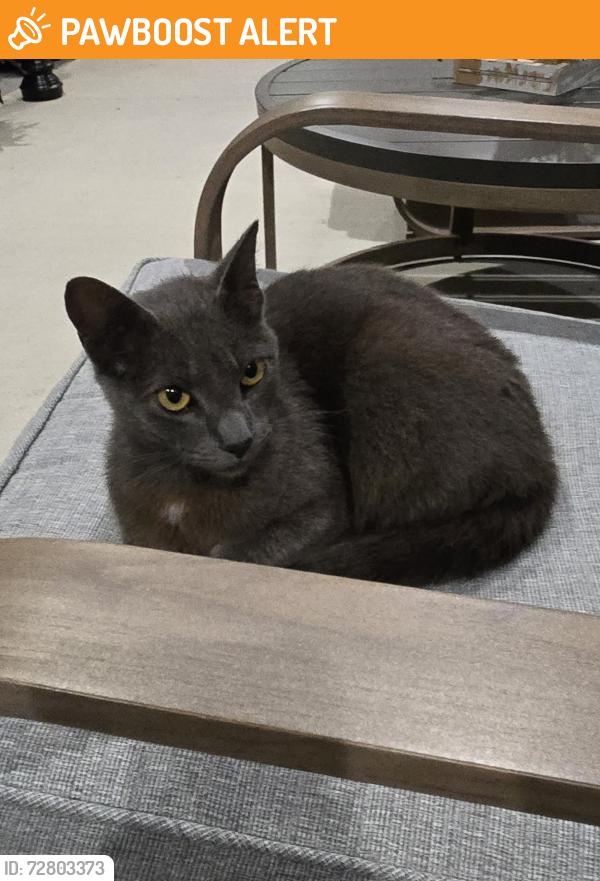 Found/Stray Male Cat last seen Lowe Davis RD, Abita Springs, LA 70420