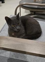 Found/Stray Male Cat last seen Lowe Davis RD, Abita Springs, LA 70420