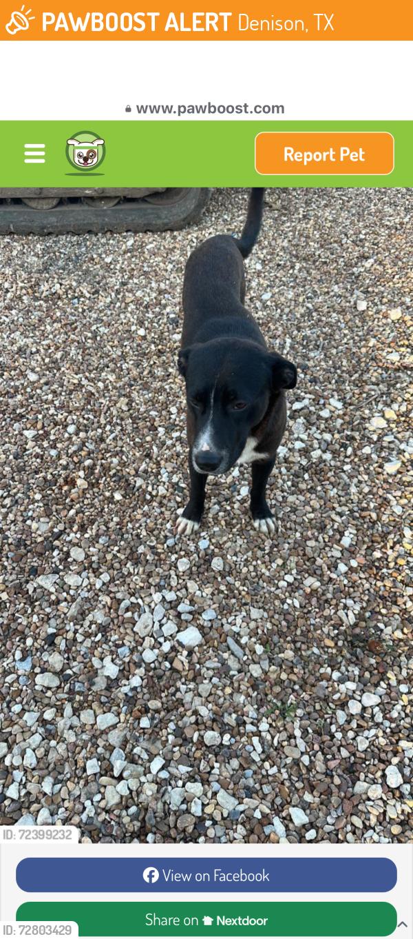 Found/Stray Female Dog last seen Ruiz Foods , Denison, TX 75020