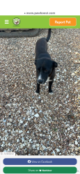 Found/Stray Female Dog last seen Ruiz Foods , Denison, TX 75020