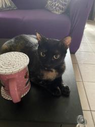 Found/Stray Unknown Cat last seen Coers Blvd & FM78 , Converse, TX 78109
