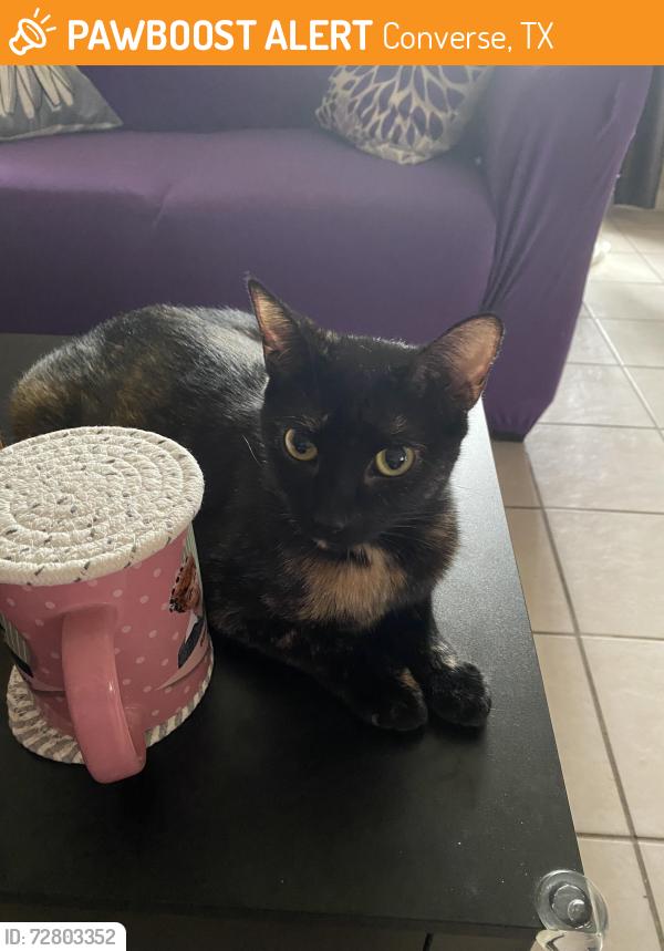 Found/Stray Unknown Cat last seen Coers Blvd & FM78 , Converse, TX 78109