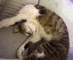 Found/Stray Female Cat last seen Heritage at Cadence, Henderson, NV 89015