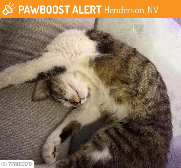 Found/Stray Female Cat last seen Heritage at Cadence, Henderson, NV 89015