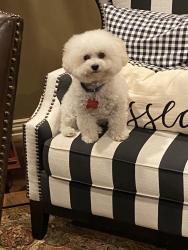 Lost Male Dog last seen CR 810, Cleburne, TX 76031