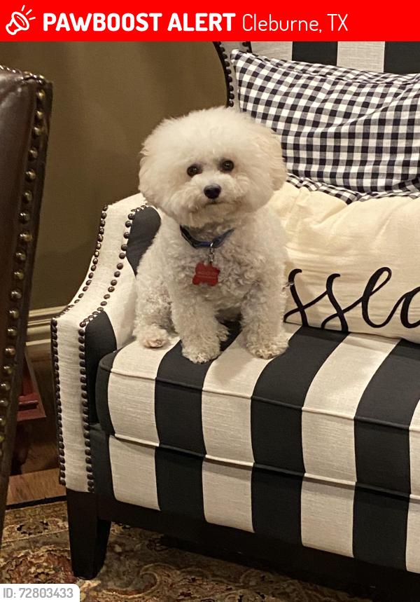 Lost Male Dog last seen CR 810, Cleburne, TX 76031