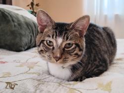 Lost Male Cat last seen RR 965, Gypsum Mine Rd, Keese, Upper Crabapple, Fredericksburg, TX 78624
