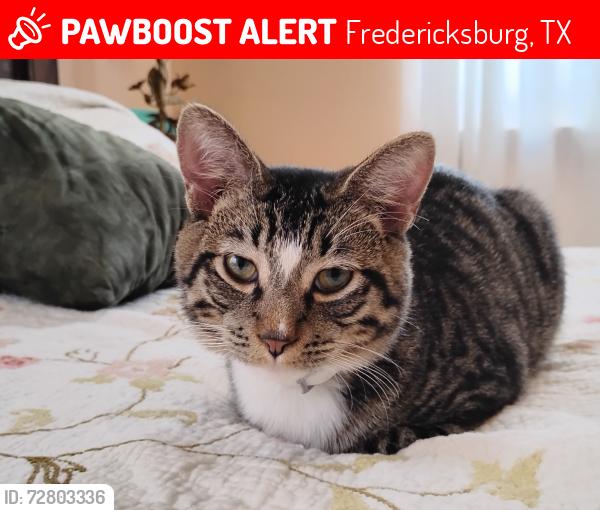 Lost Male Cat last seen RR 965, Gypsum Mine Rd, Keese, Upper Crabapple, Fredericksburg, TX 78624