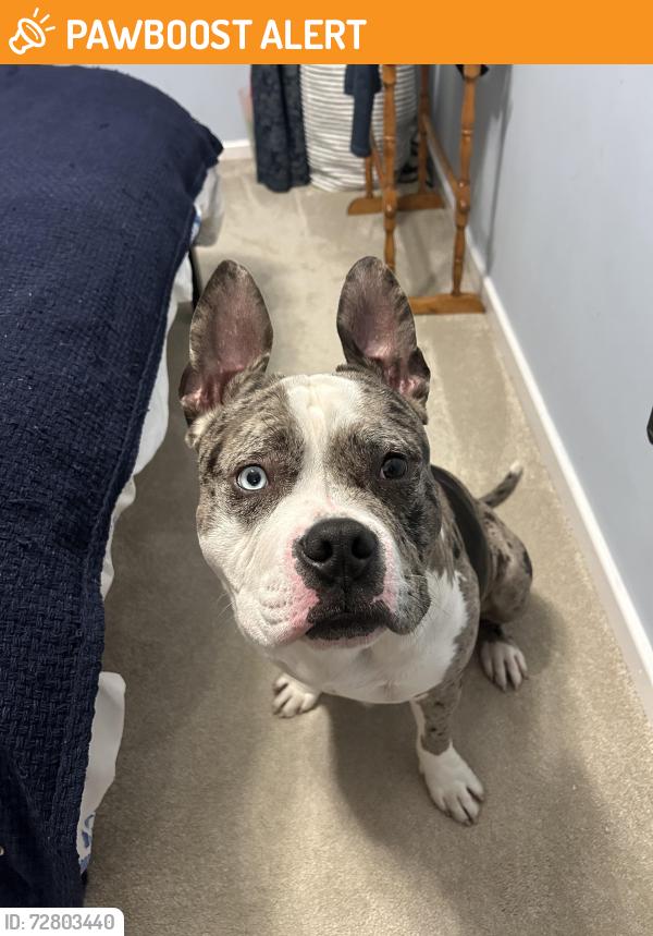 Found/Stray Male Dog last seen Tesco Salford Shopping Centre, Greater Manchester, England M6 5LQ
