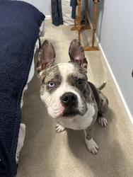 Found/Stray Male Dog last seen Tesco Salford Shopping Centre, Greater Manchester, England M6 5LQ