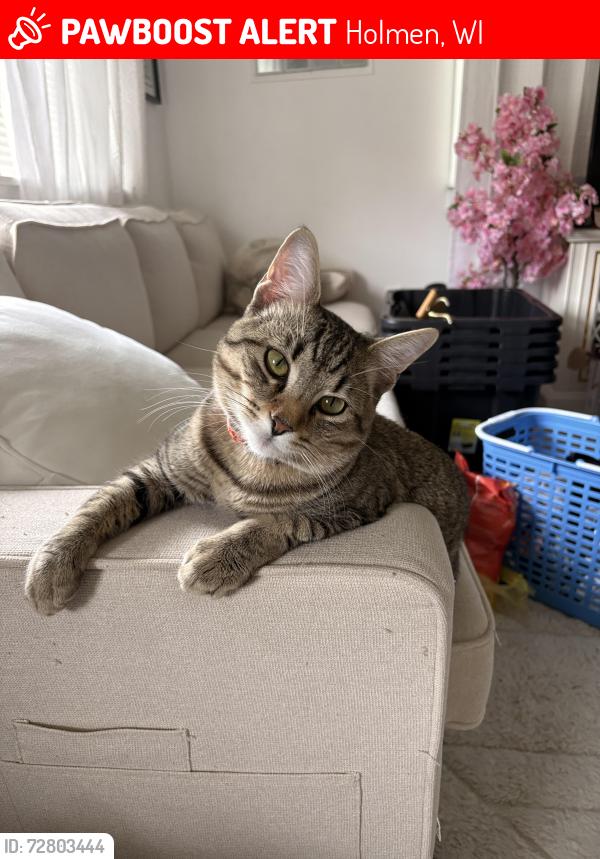 Lost Male Cat last seen Sand lake elementary , Holmen, WI 54636
