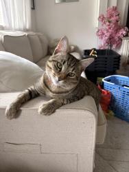 Lost Male Cat last seen Sand lake elementary , Holmen, WI 54636