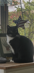 Lost Female Cat last seen Barkley& Shaffer, Orange, CA 92867
