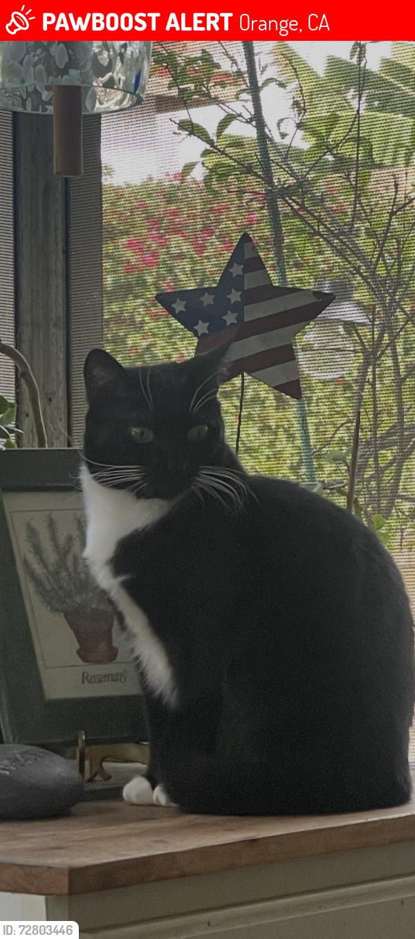 Lost Female Cat last seen Barkley& Shaffer, Orange, CA 92867