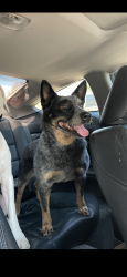 Lost Female Dog last seen LA 35, Kaplan, LA 70548
