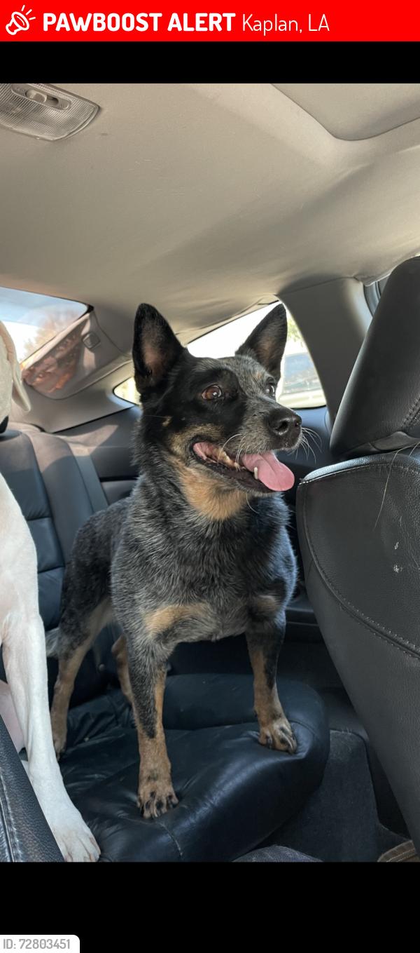 Lost Female Dog last seen LA 35, Kaplan, LA 70548
